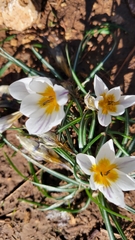 Crocus hyemalis