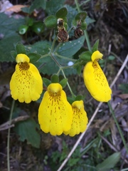 Calceolaria crenatiflora