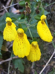 Calceolaria crenatiflora