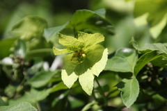 Dalechampia capensis