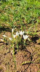 Crocus hyemalis