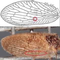 Sympherobius barberi