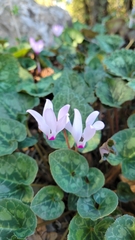 Cyclamen persicum