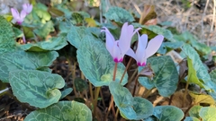 Cyclamen persicum