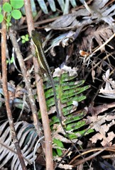 Anolis pulchellus