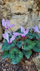 Cyclamen persicum