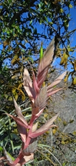 Tillandsia takizawae