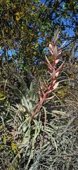 Tillandsia takizawae