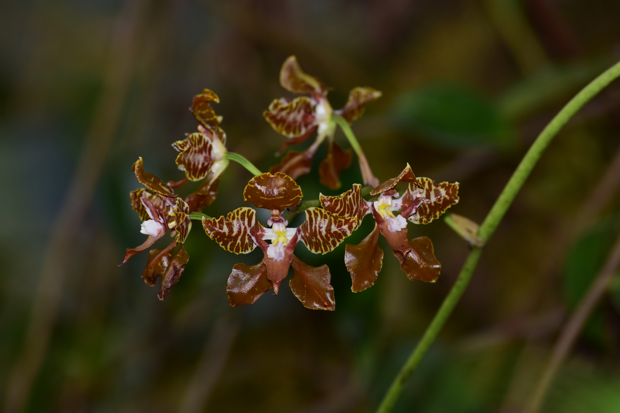 Cyrtochilum minax (Rchb.f.) Kraenzl. 4