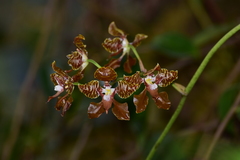 Cyrtochilum minax