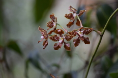 Cyrtochilum minax