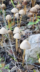 Parasola conopilea