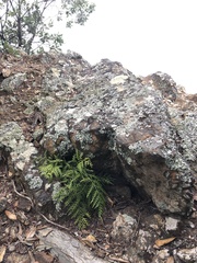 Asplenium haurakiense