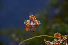 Cyrtochilum minax