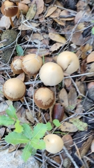 Parasola conopilea
