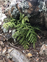 Asplenium haurakiense