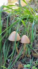 Parasola conopilea