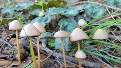 Parasola conopilea