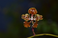 Cyrtochilum minax