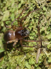 Neoramia setosa
