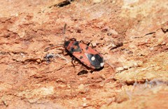 Horvathiolus