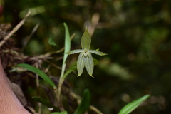 Andinia sunchubambensis