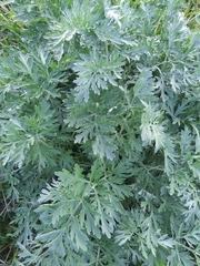 Artemisia absinthium — photo 3