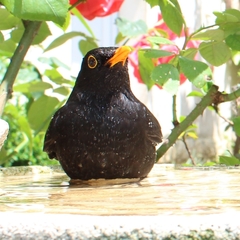 Turdus merula