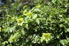Dalechampia capensis