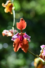 Cyrtochilum volubile