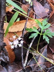 Trachymene procumbens