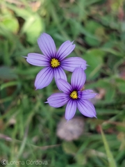 Sisyrinchium rosulatum