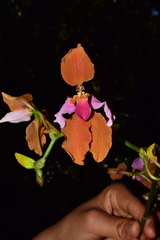 Cyrtochilum volubile
