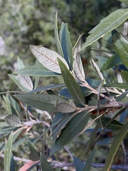 Quercus hypoleucoides