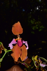 Cyrtochilum volubile