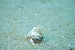 Blepharipoda doelloi