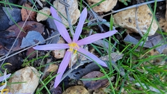 Colchicum stevenii