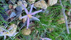 Colchicum stevenii