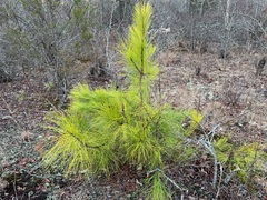 Pinus serotina