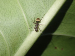 Camponotus chazaliei