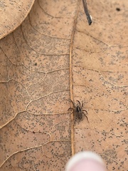Lycosidae