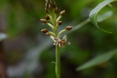 Cranichis ciliata