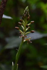 Cranichis ciliata