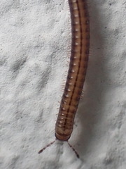 Brachyiulus