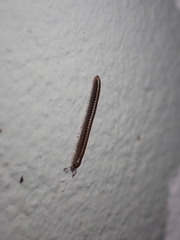 Brachyiulus
