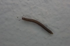 Brachyiulus
