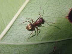 Camponotus chazaliei