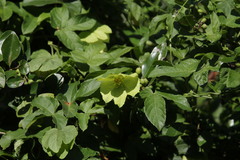 Dalechampia capensis