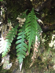 Blechnum mochaenum