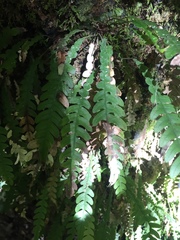 Blechnum mochaenum